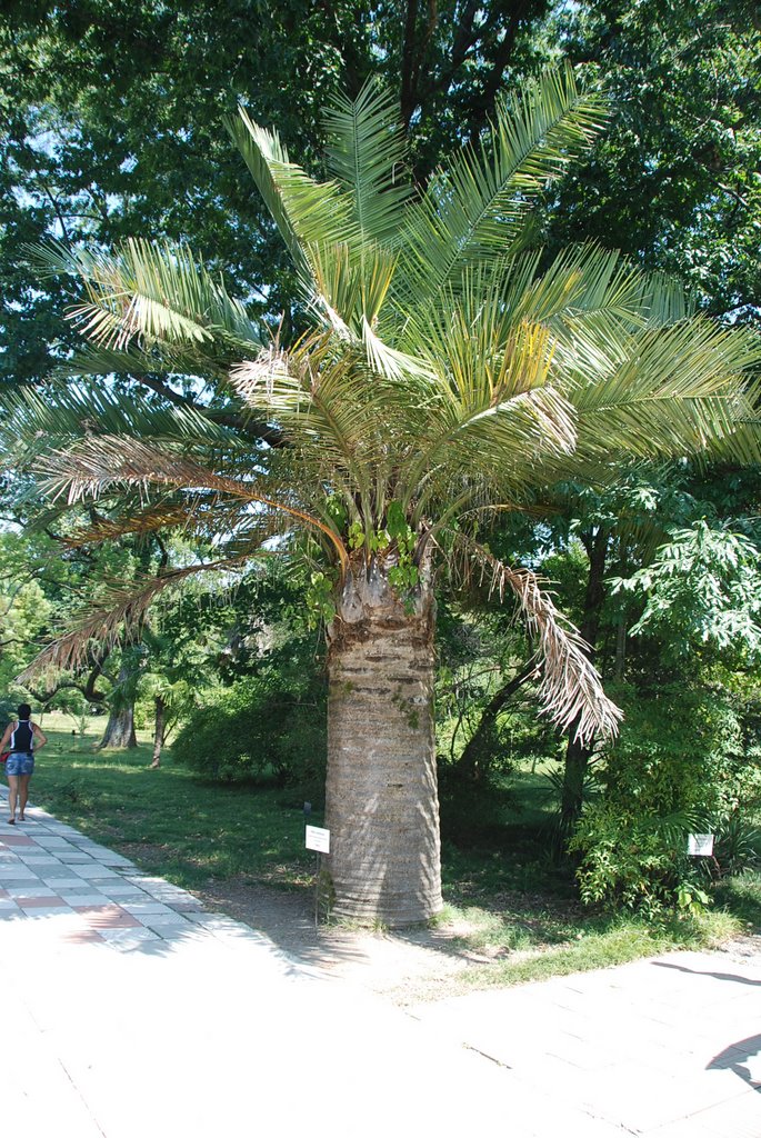 Ботанический сад, Сухуми