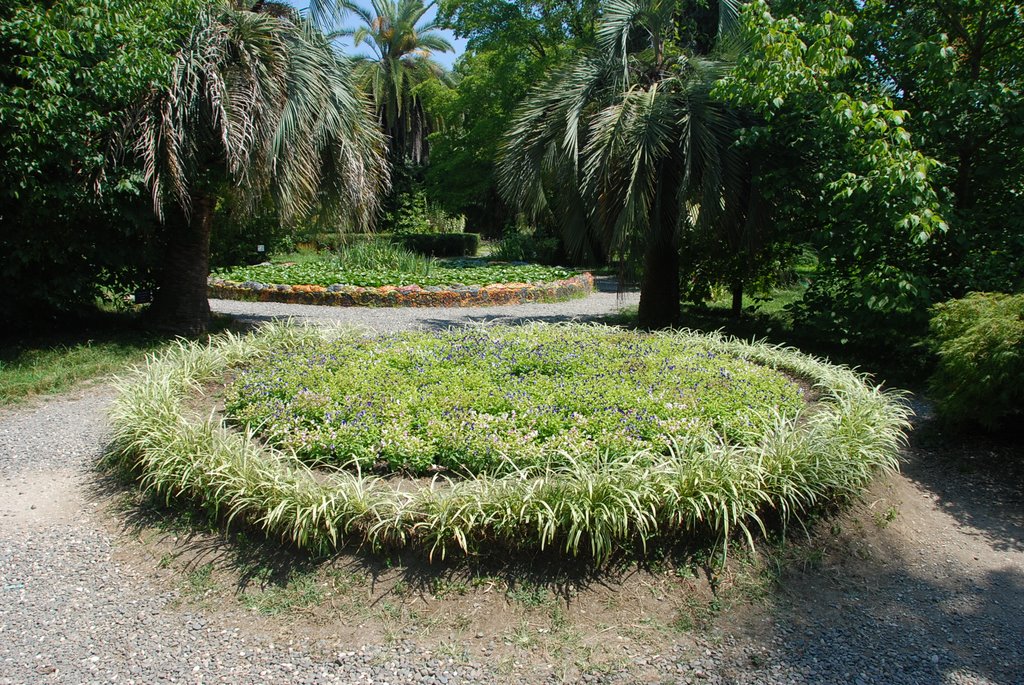 Ботанический сад, Сухуми