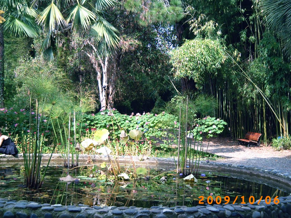 Botanical Garden in October, Сухуми