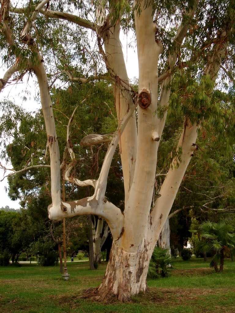 Eucalyptus / ευκάλυπτος / эвкалипт, Сухуми