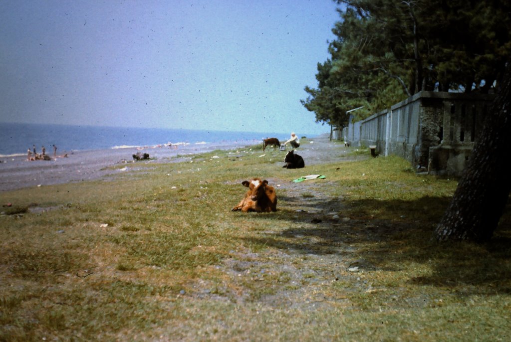Beach Kobuleti (1985), Кобулети