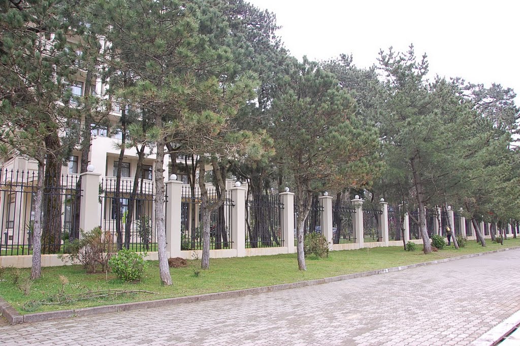 Pine-trees near the Georgia Palace Hotel, kobuleti, Кобулети