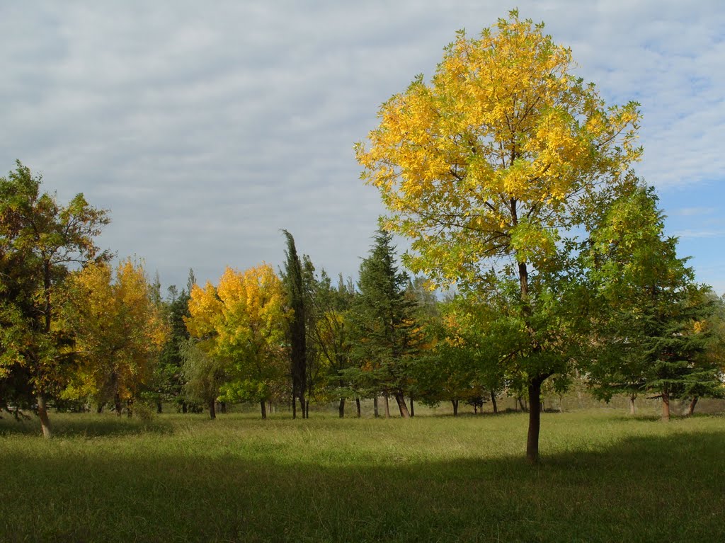 Autumn in Kutaisi, Кваиси