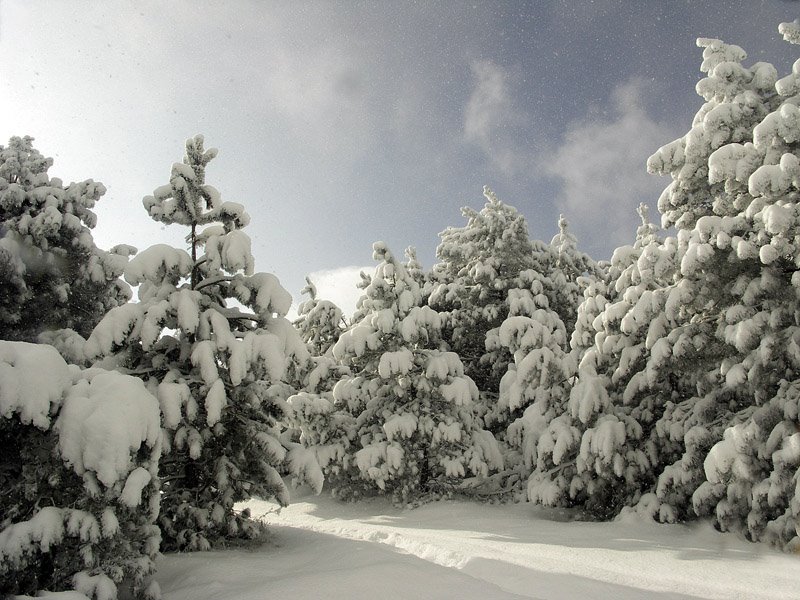 Udzo forest in winter, Коджори