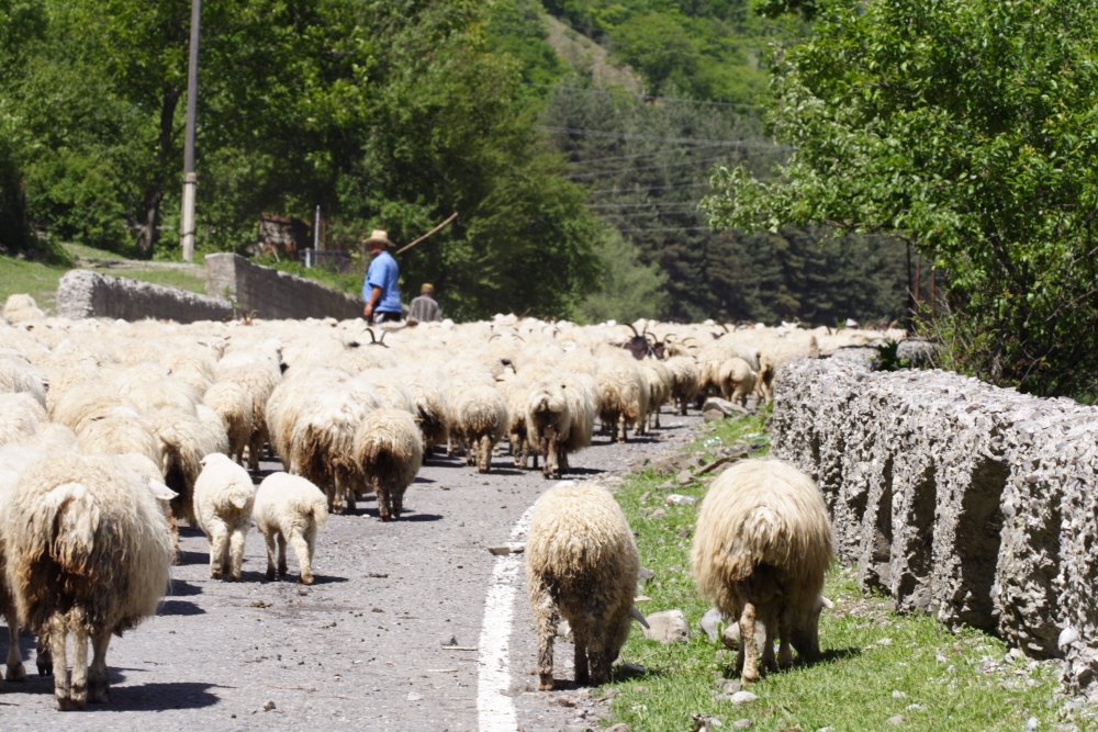Flock of sheep, Пасанаури