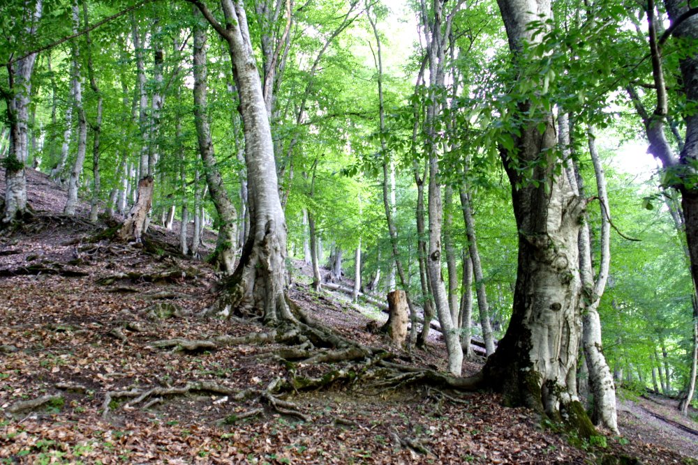Forest, Пасанаури
