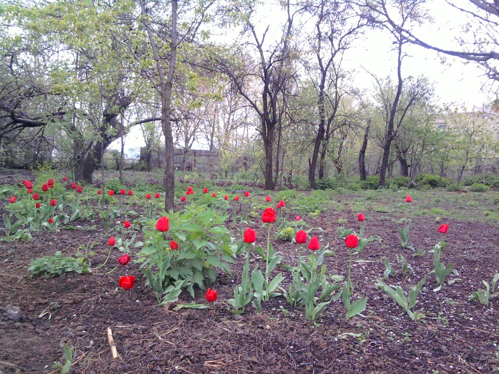 Tulips in Tskhramukha, Хашури