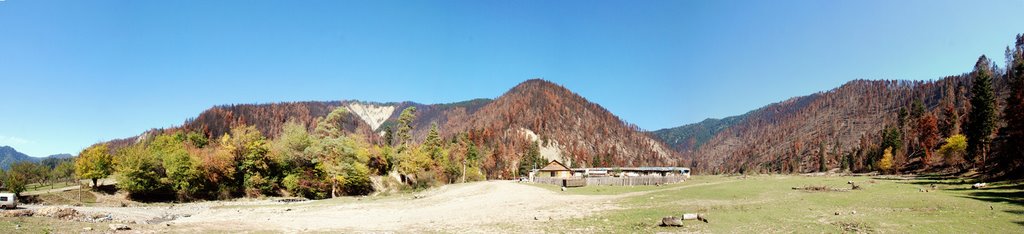 Borjomi  Forest, Burned By Russians., Цагери