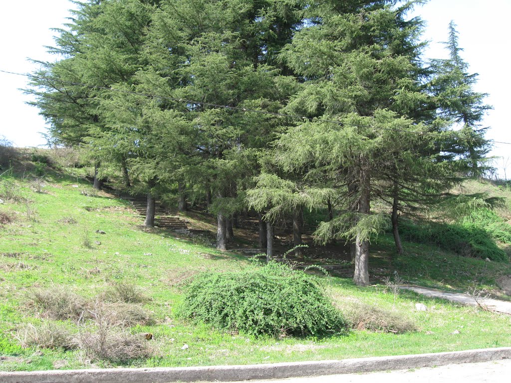 Fir trees, Цхалтубо