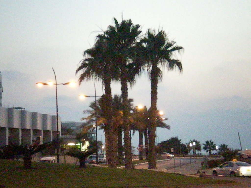 Palm near Sea, Ашкелон
