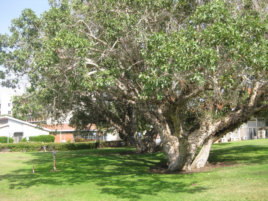 Barzilai Medical Center - Ashkelon - Ficus sycomorus, Ашкелон