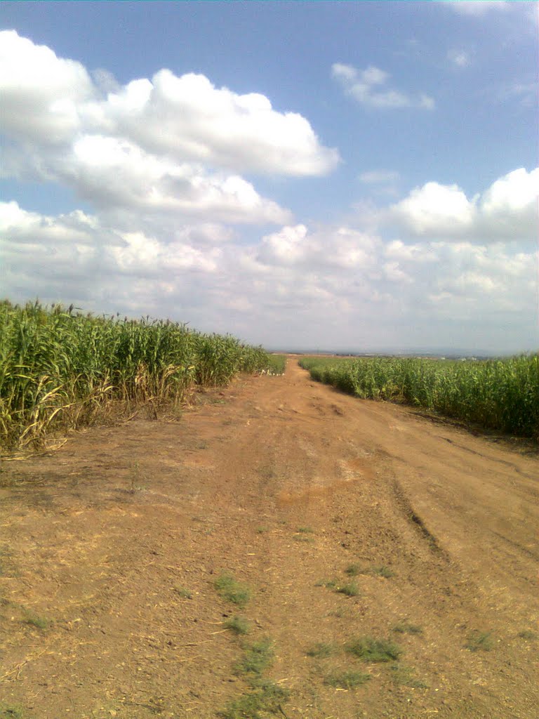 Corn Fields, Кирьят-Малахи