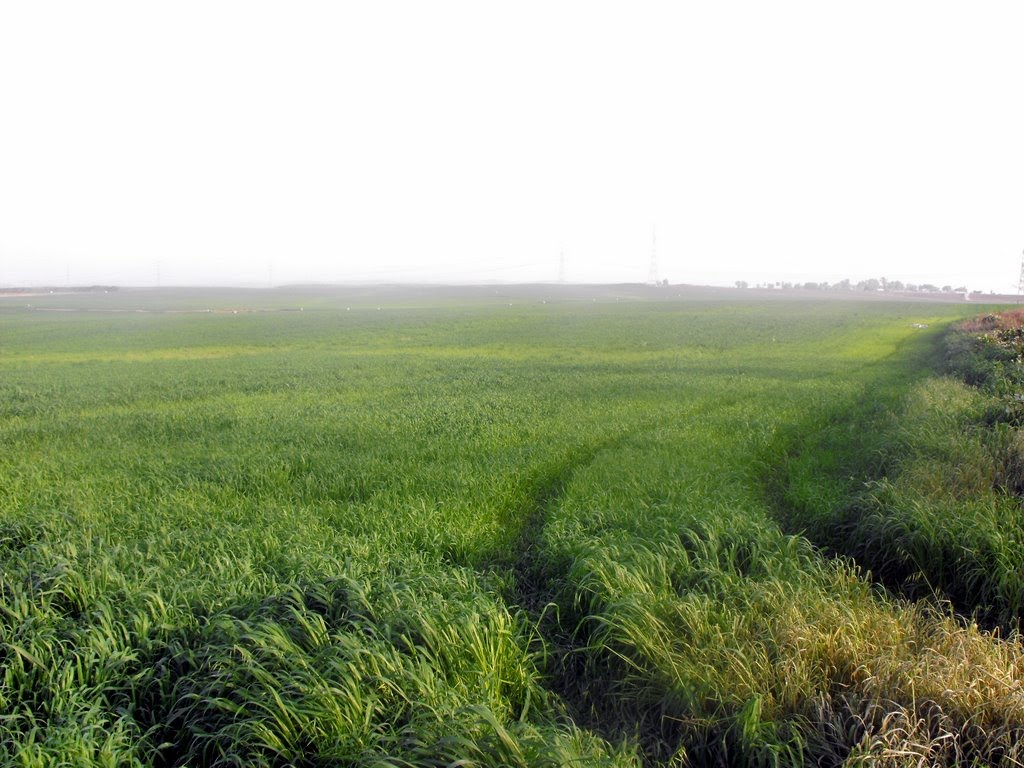 Timorim - Fields Vista, Кирьят-Малахи