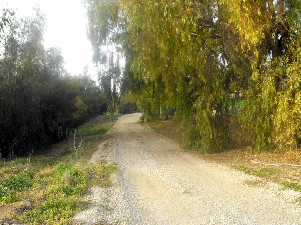 Timorim - Dirt Road Near the Hen-Houses, Кирьят-Малахи