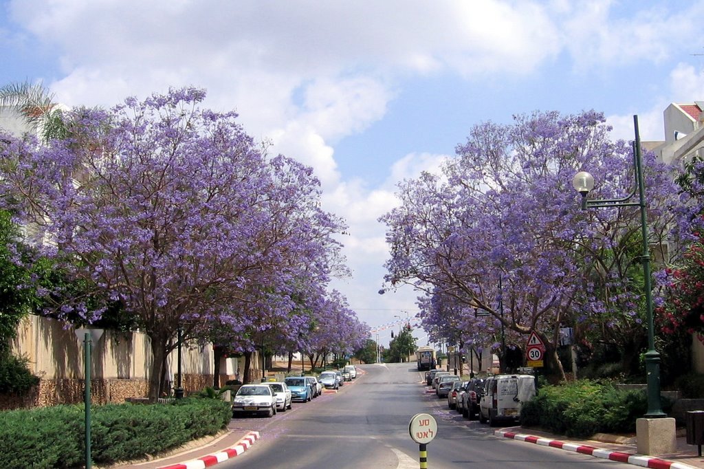 The blue road, Кфар Саба