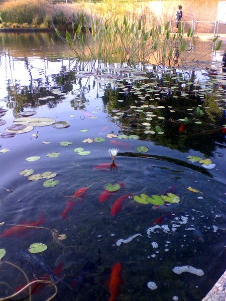pond in the city park, Кфар Саба