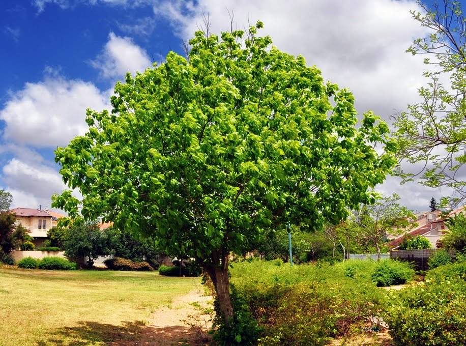 Tree, Кфар Саба