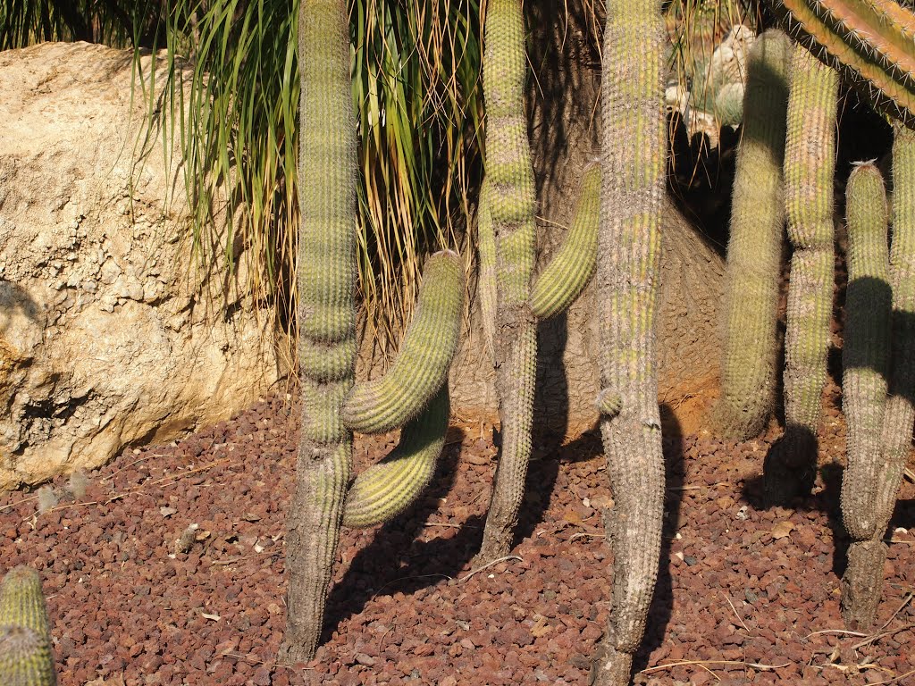 Cactus garden, HaYarkon park, Бнэй-Брак