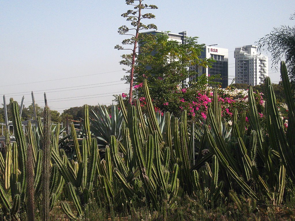 Cacti in Ganei Yehoshua, Бнэй-Брак