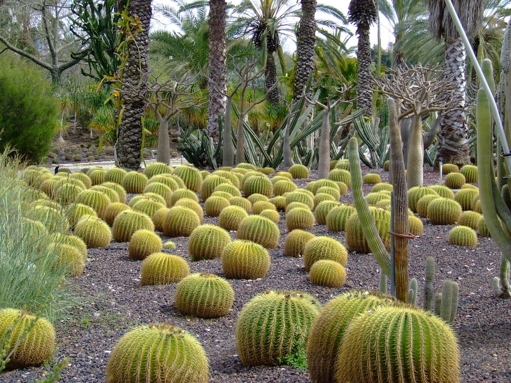 Cactuses, Бнэй-Брак