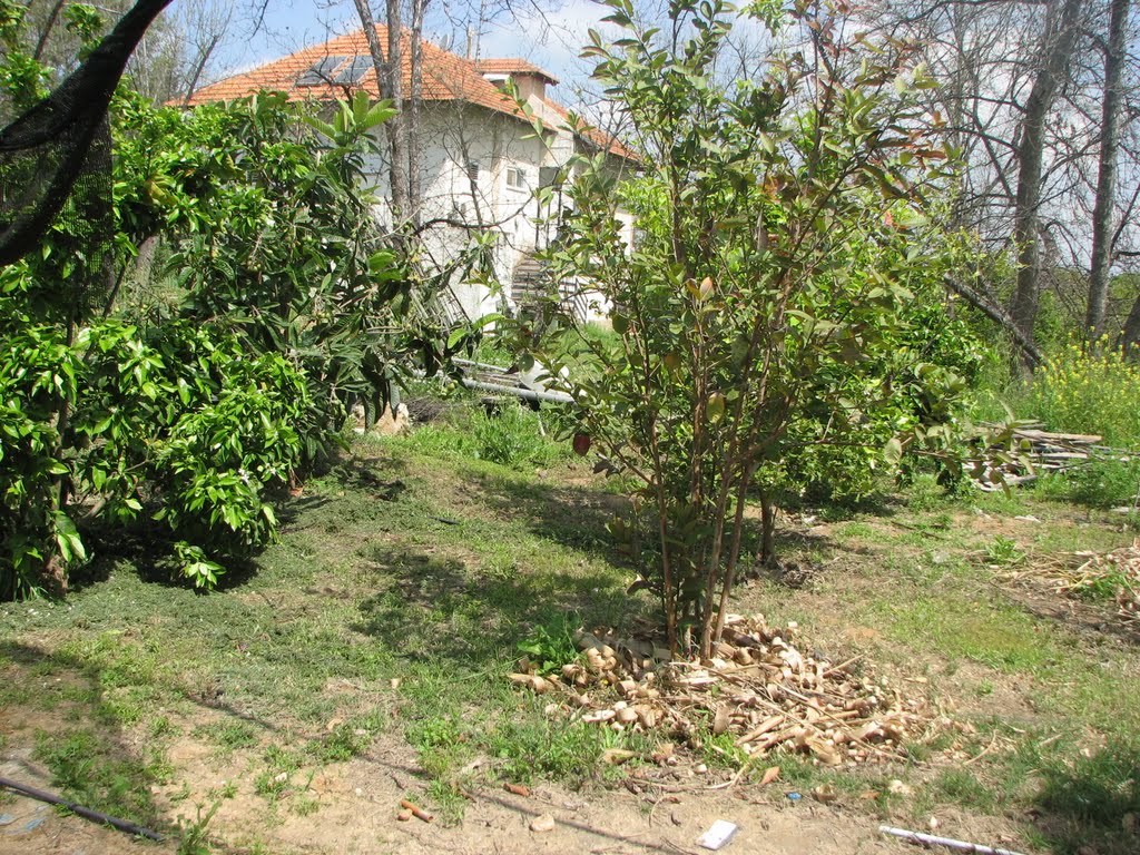 The Small Orchard, Гэдера