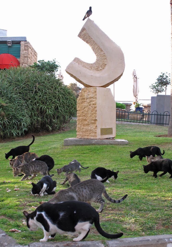 15 cats & one crow, Натания