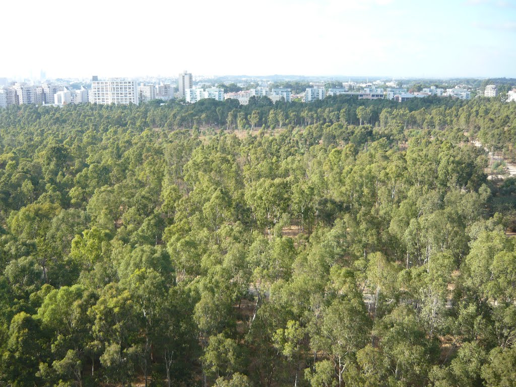 Small forest in side Netanya ,Israel ., Натания