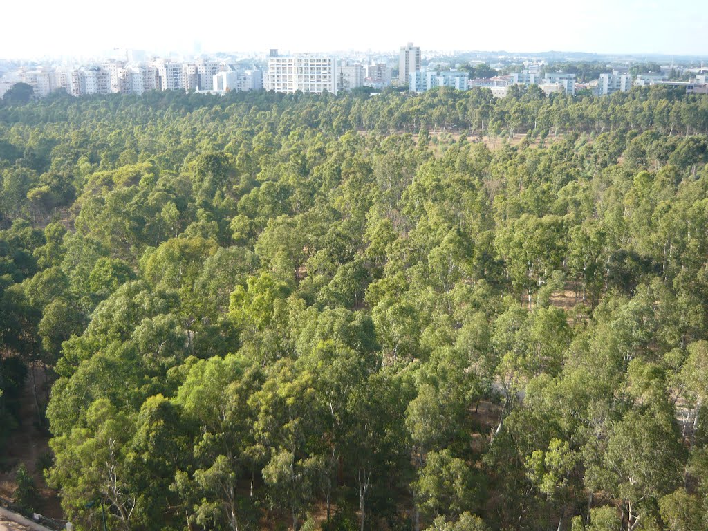 Small forest in side Netanya ,Israel ., Натания