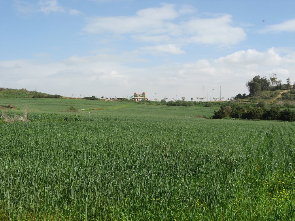 Field, Нэс-Циона
