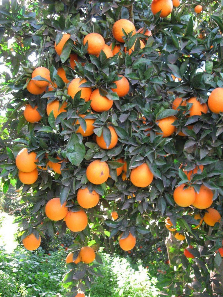 Orange tree, Нэс-Циона