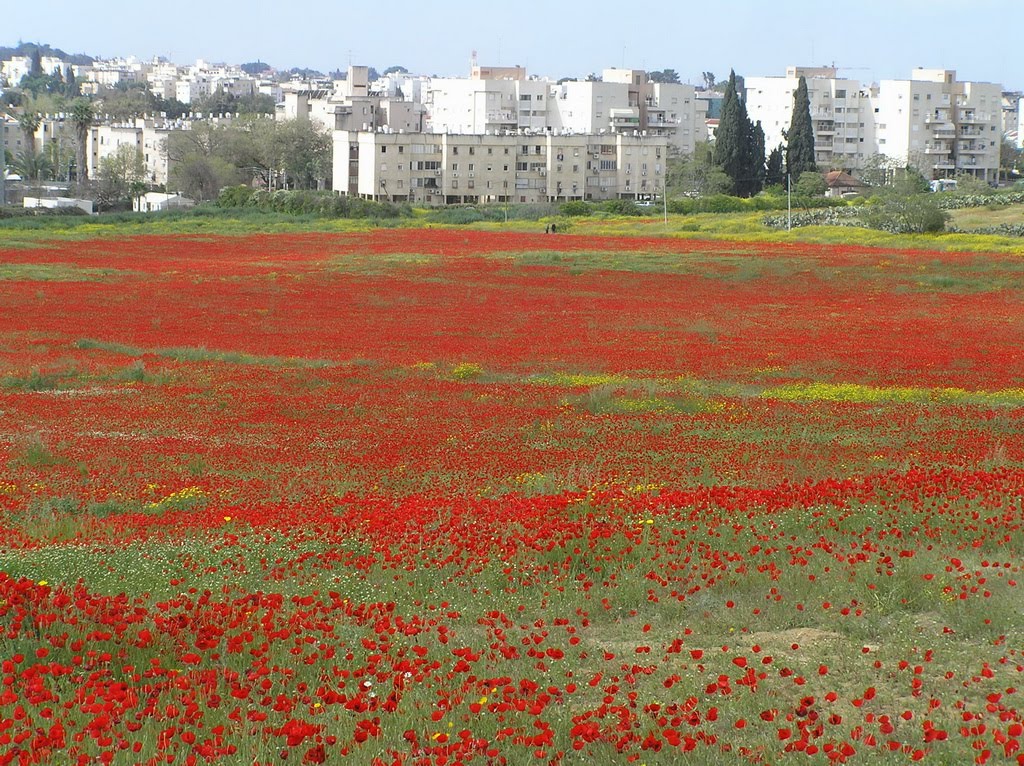 Poppy field, near Ness Tsiyona, Нэс-Циона