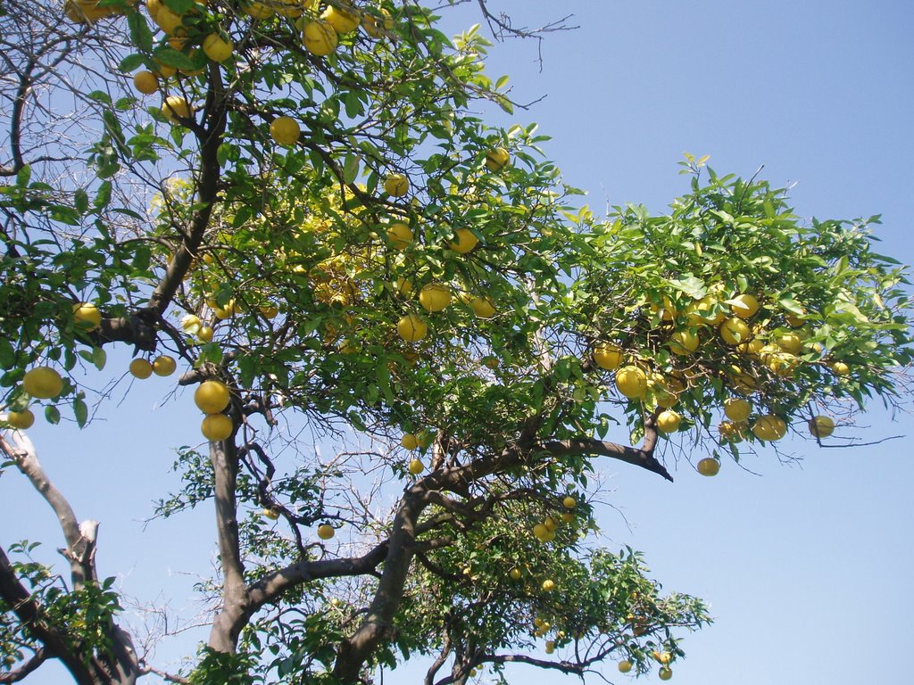 Raanana grapefruit tree, Раанана