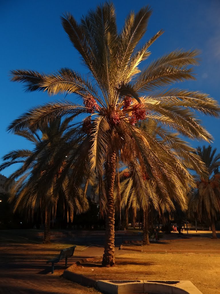 Вечерняя пальма, Рамла