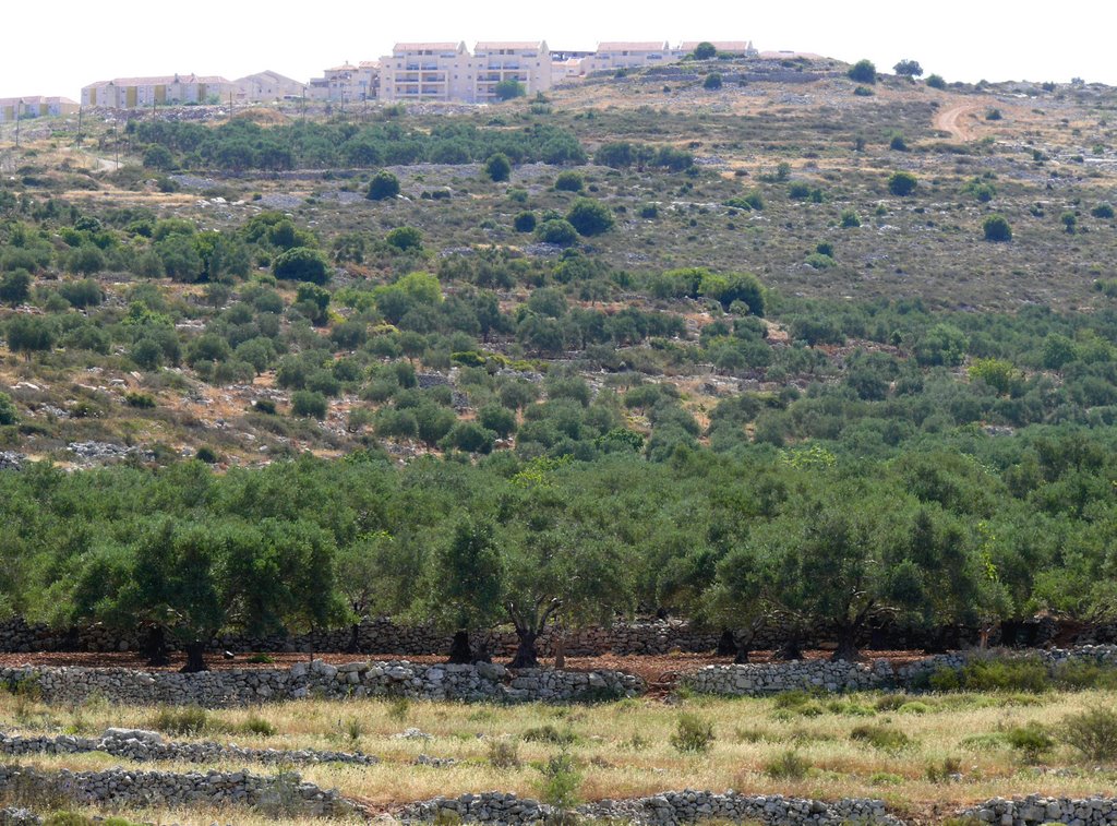 A south-west slope of Ariel, Samaria, Ариэль