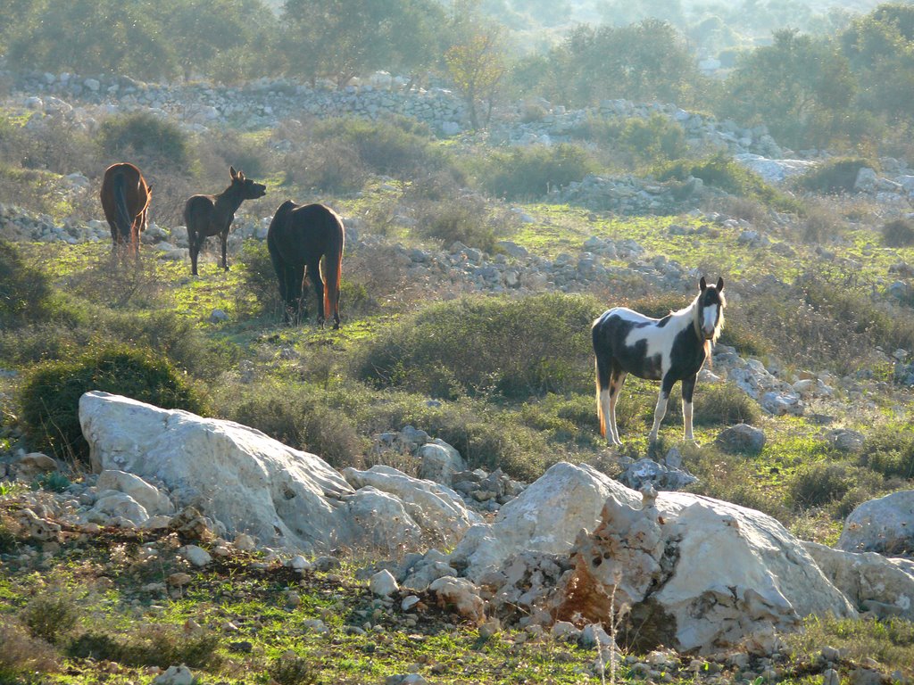 Free Horses, a ravine between Salfit and Ariel (1), Ариэль