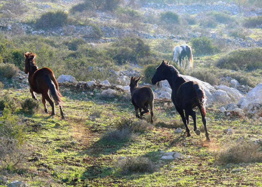 Free Horses, a ravine between Salfit and Ariel (2), Ариэль