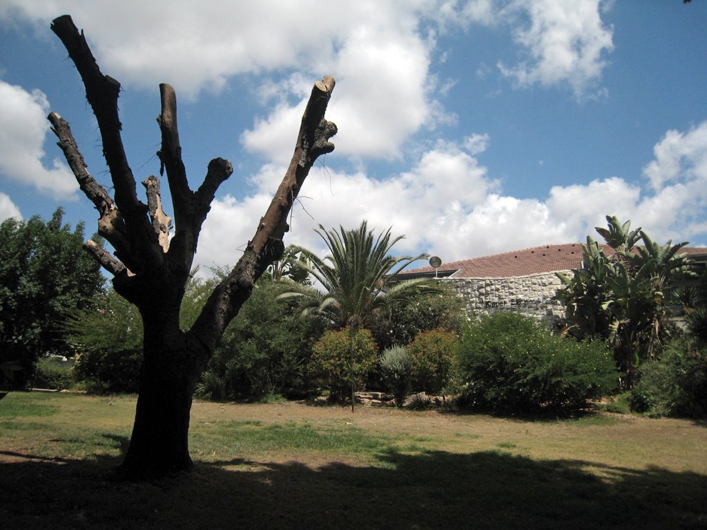 Kfar Hanoar Mosinzon view, Од-а Шарон