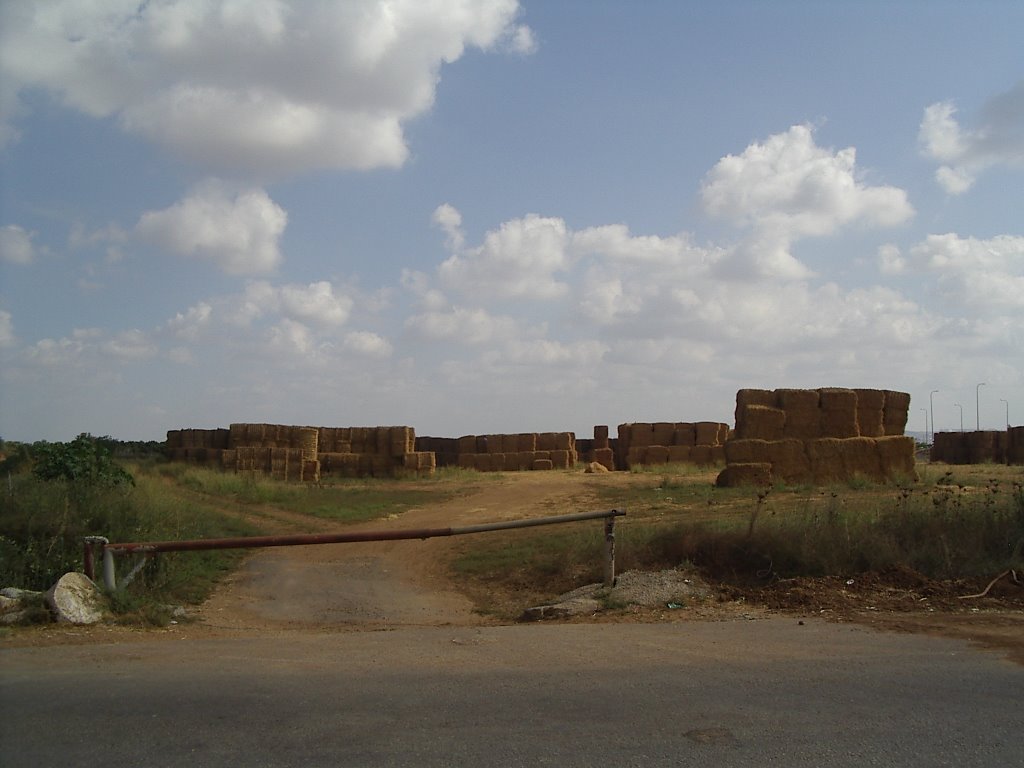 Field at Southern Adanim Entrance - שדה בכניסה הדרומית למושב עדנים, Од-а Шарон
