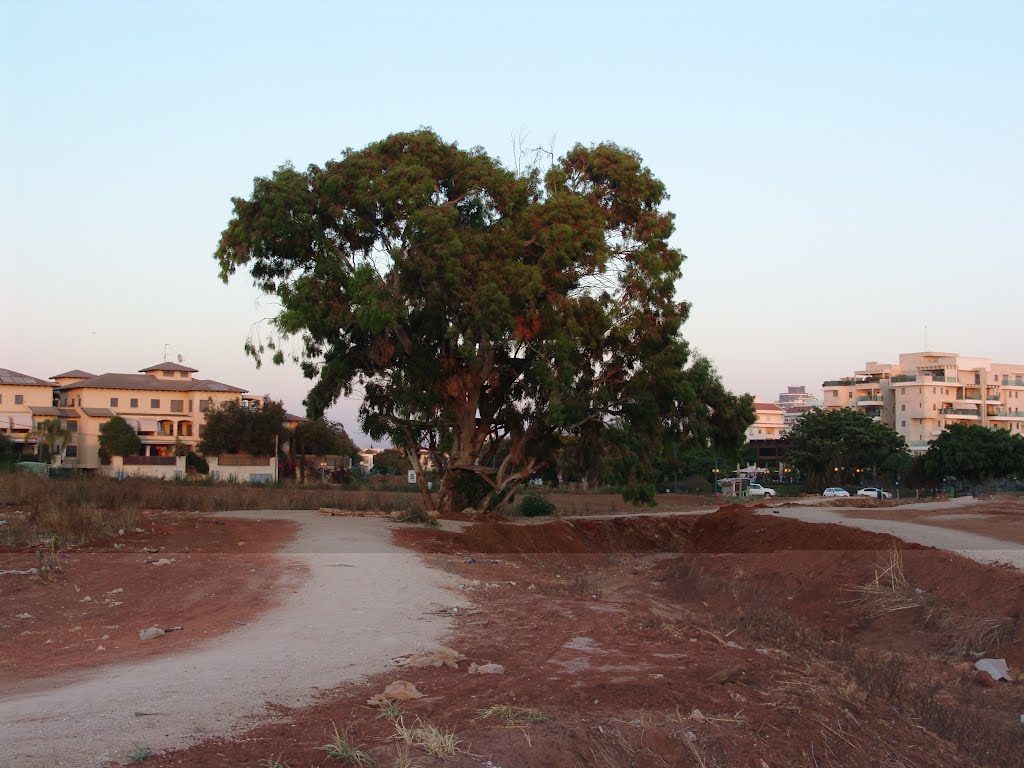 old eucalyptus tree, Од-а Шарон