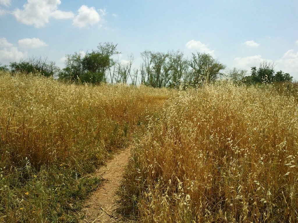 Field Trail, Од-а Шарон