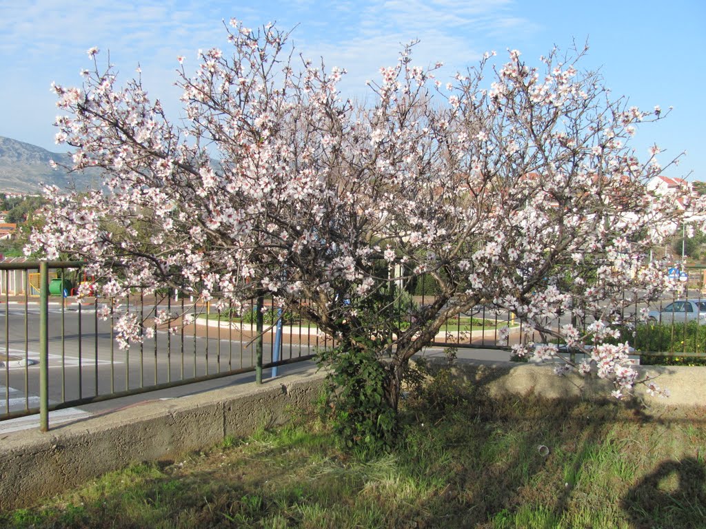 Blossoming tree, Кармиэль