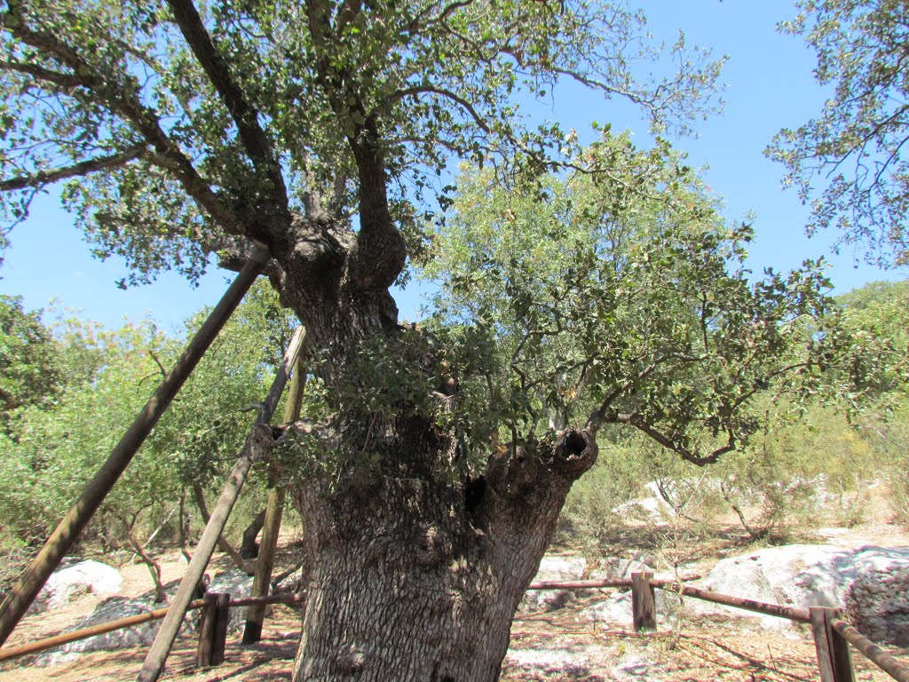 an Huge Allon (Oak) tree near Kibbutz, Кирьят-Тивон