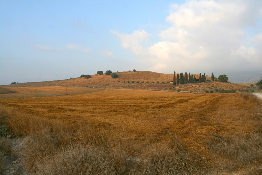 Golden wheat fields after harvest, Кирьят-Тивон