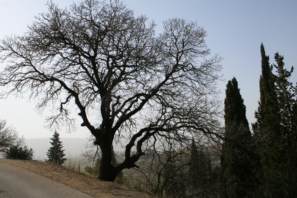 Oak tree, Кирьят-Тивон
