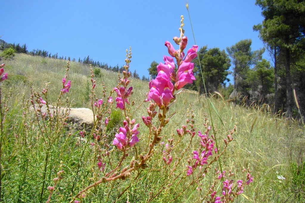 Israel. Ramot Naftali (Naphtali Ridge). Protected plant in Israel Great Snapdragon (Antirrhinum majus), Кирьят-Шмона