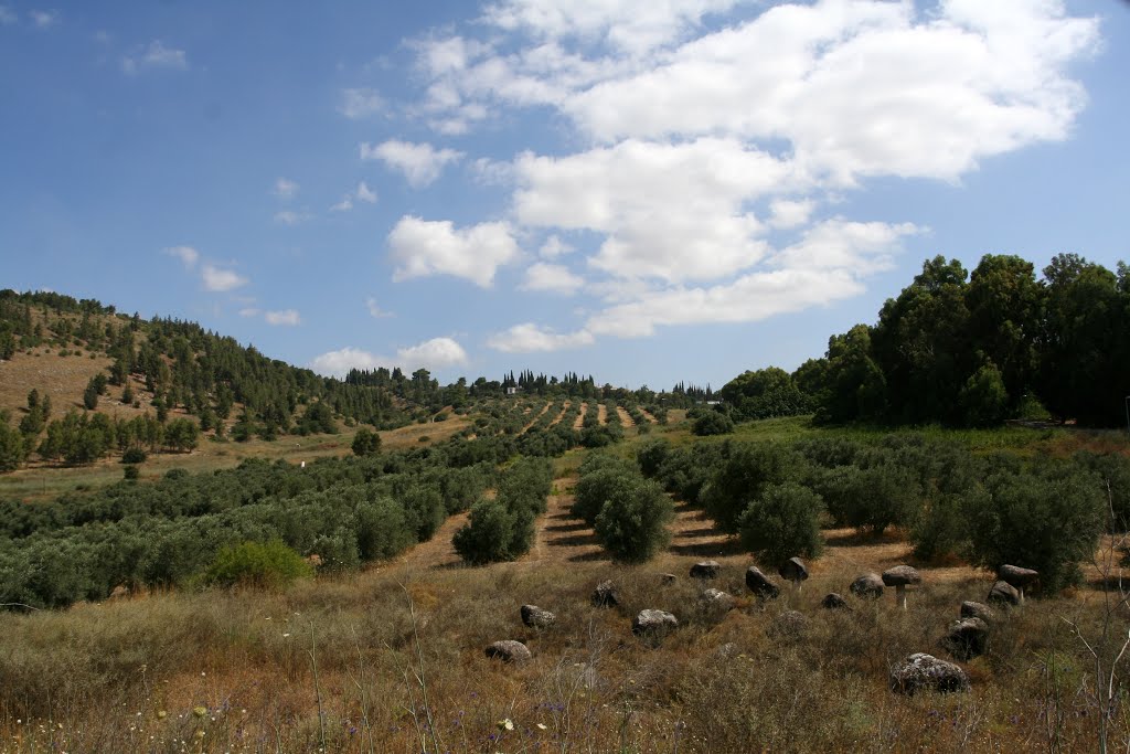 Tel-Hai, Olive trees, Кирьят-Шмона