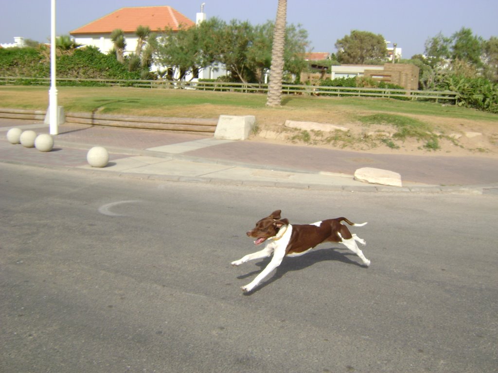 dog running at nahariya, Нагария