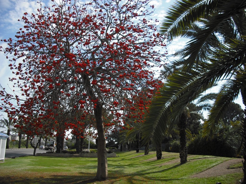 Red flowering, Нагария