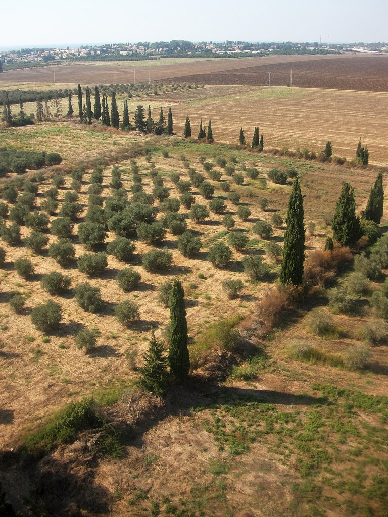 Tree fields by the Western Galilee Medical Center, Нагария