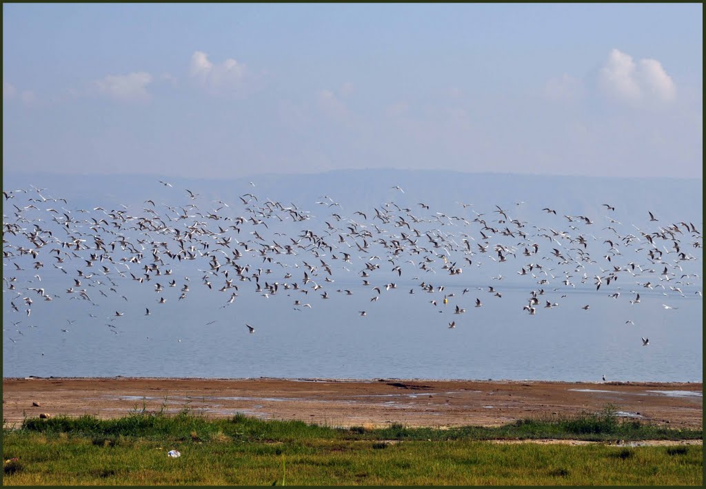 Птицы. Для Анатолия. Озеро Кинерет. Sea of Galilee #3, Мигдаль аЭмек